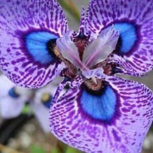 ADD $1 Beautiful Purple w Blue Orchid- Attract Nature to Garden 10 Flower Seeds